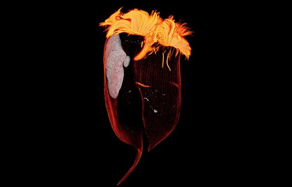 Hair-like cilia top a single <i>Entodinium caudatum</i> cell in a 3D fluorescence image.