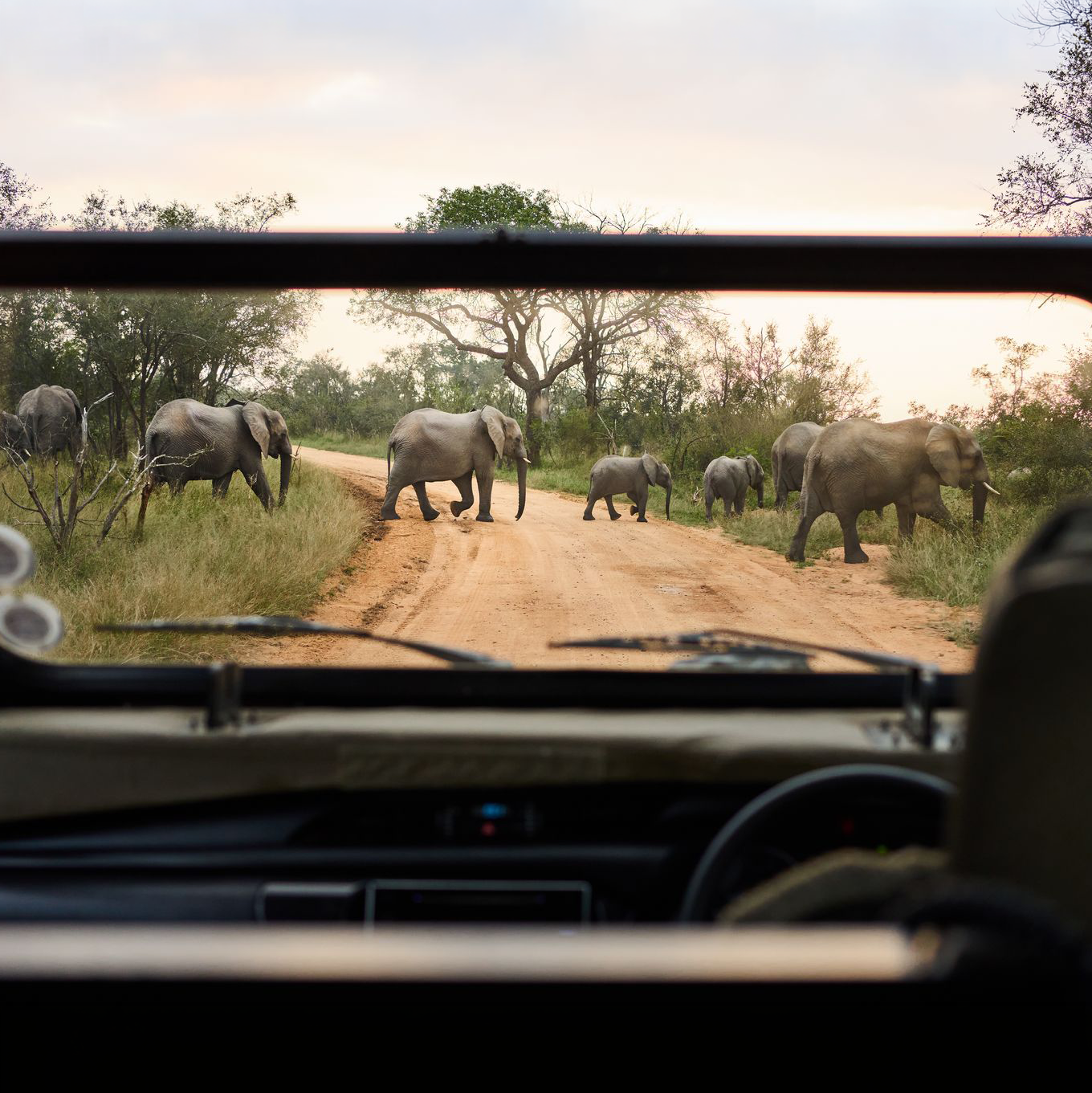 South Africa Safari
