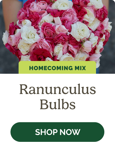 Ranunculus Bulbs