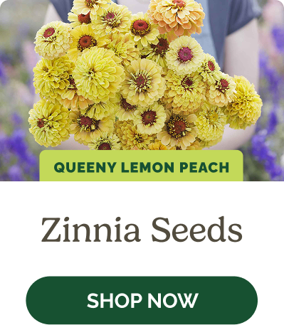 Zinnia Seeds
