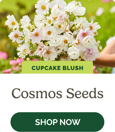 Cosmos Seeds