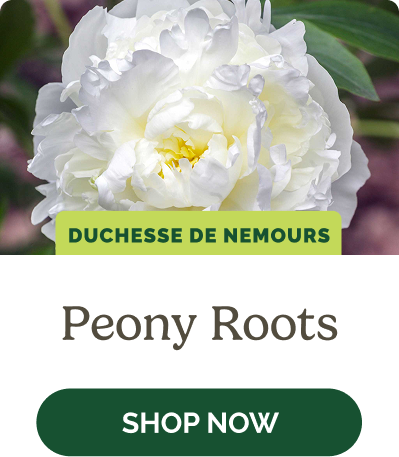 Peony Roots
