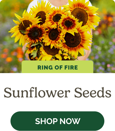 Sunflower Seeds