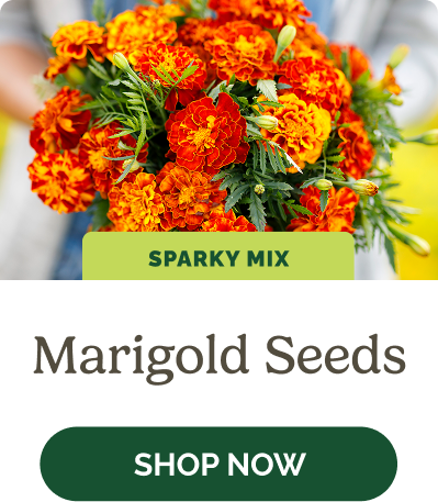 Marigold Seeds