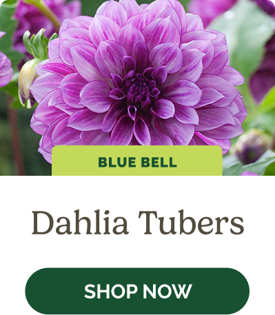 Dahlia Tubers