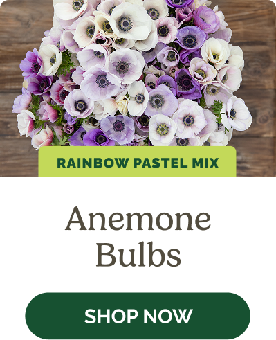Anemone Bulbs