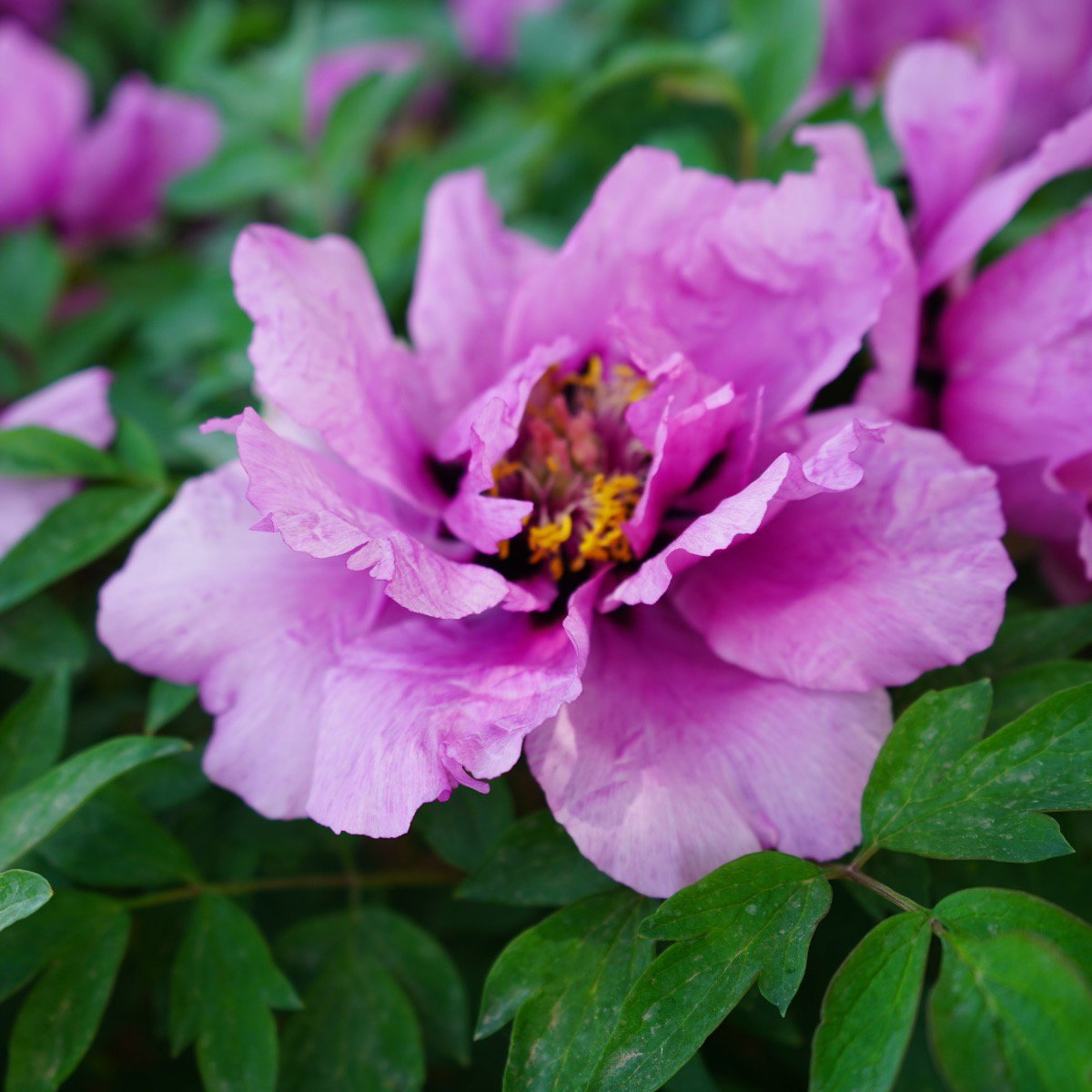Paeonia Rockii - ‘Flare Vintage’ - In Bud & Bloom