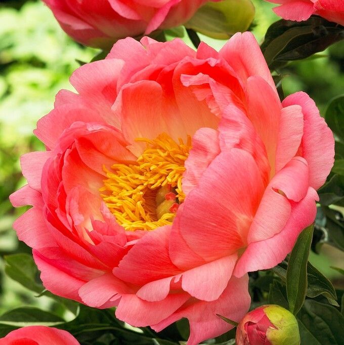 Paeonia Coral Sunset - In Bud & Bloom