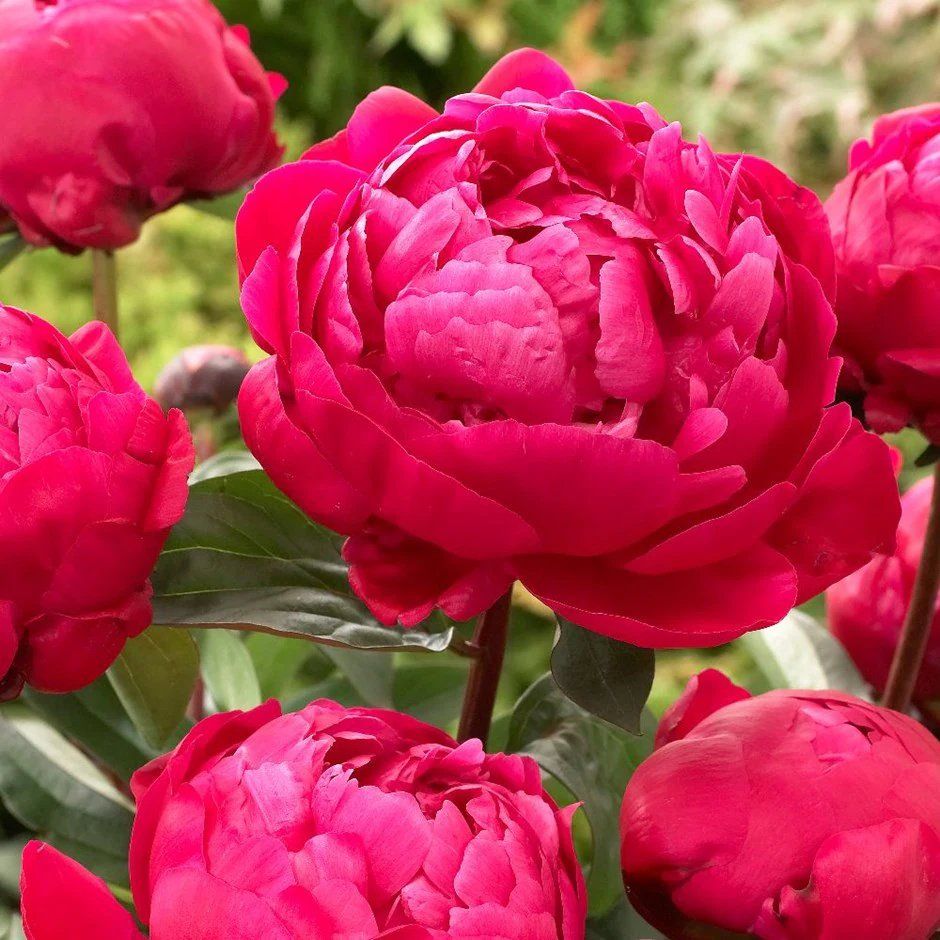 Paeonia lactiflora ‘Red Sarah Bernhardt’ - In Bud & Bloom