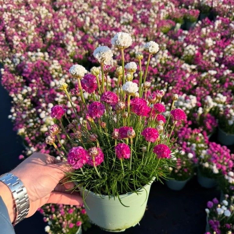 Armeria Duo - Multicoloured Thrift