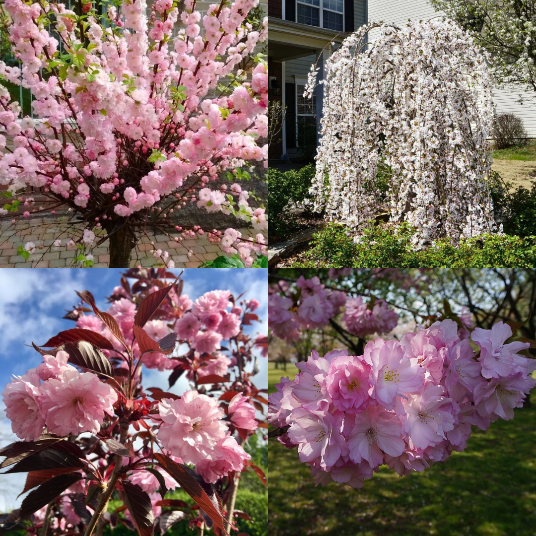 Cherry Blossom Trees