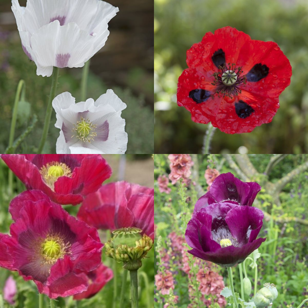 Poppy Plants