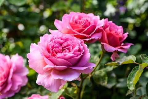 Pink roses
