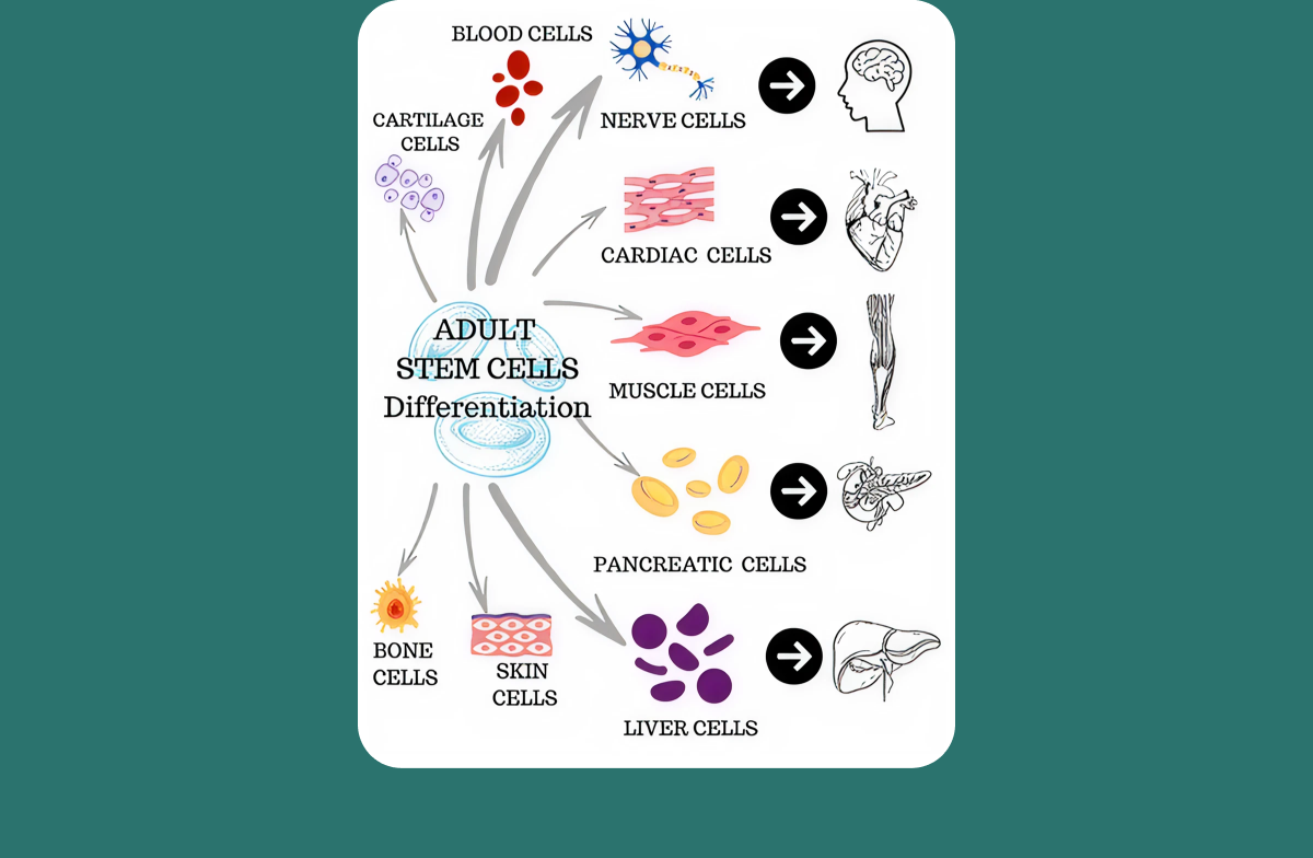 Stem cells