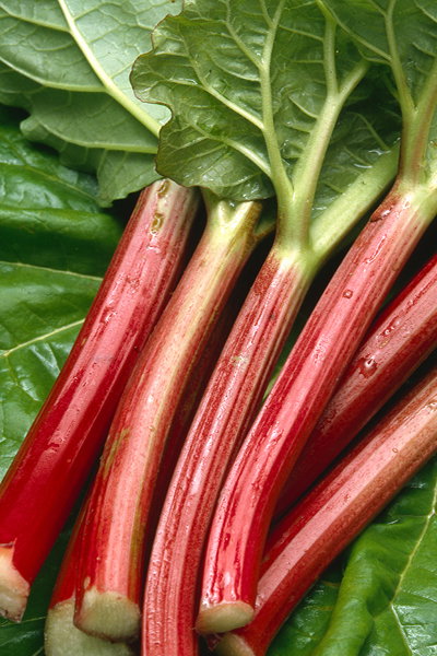 English Rhubarb