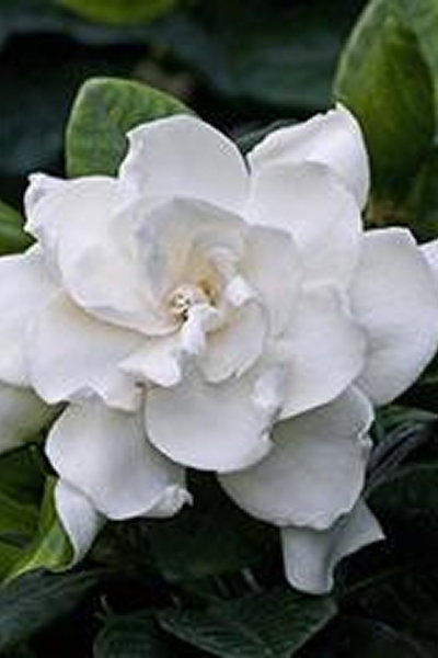 Island Gardenia
