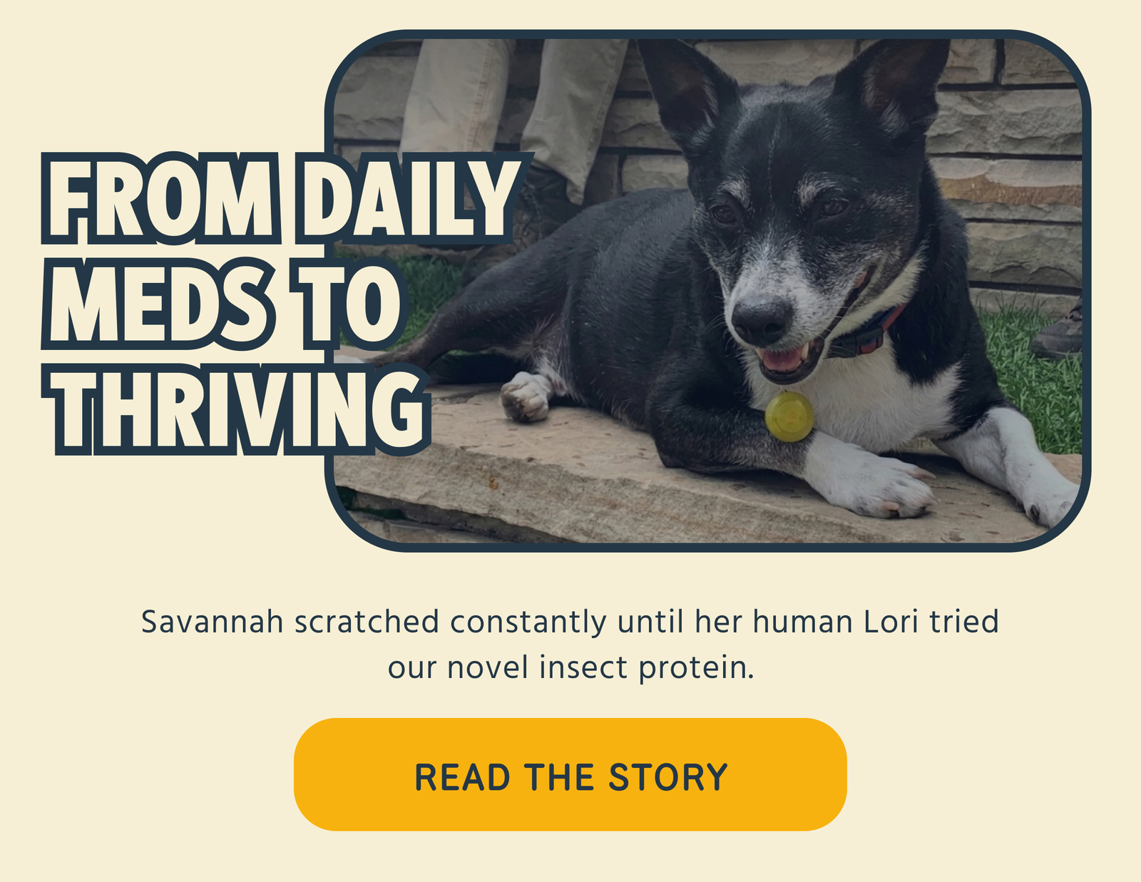 FROM DAILY MEDS TO THRIVING Savannah scratched constantly until her human Lori tried our novel insect protein. -- READ THE STORY