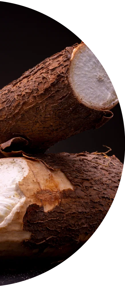 CASSAVA EXTRACT