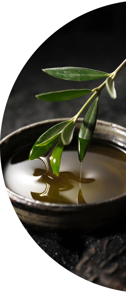 OLIVE EXTRACT