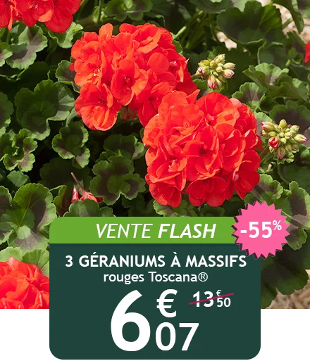 La lavande papillon est à -60% !