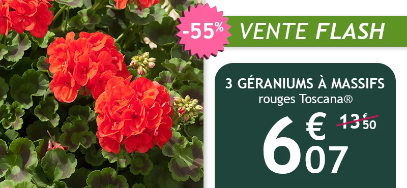 Le lot de 3 géraniums à massifs est à -55% soit 6,07€ au lieu de 13,50€ !