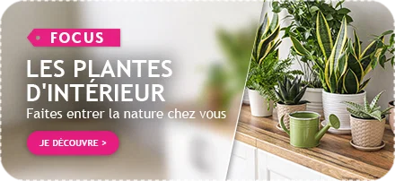 Focus sur les plantes d'intérieur