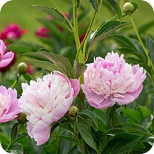 Pivoine Sorbet