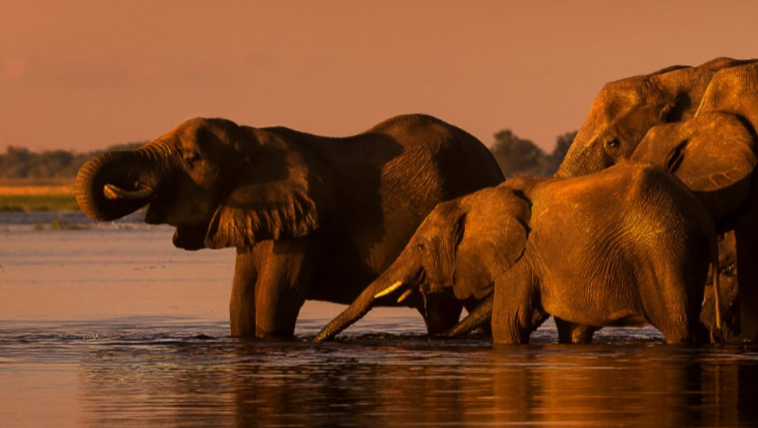 On Safari in South Africa - Elephant Lodge