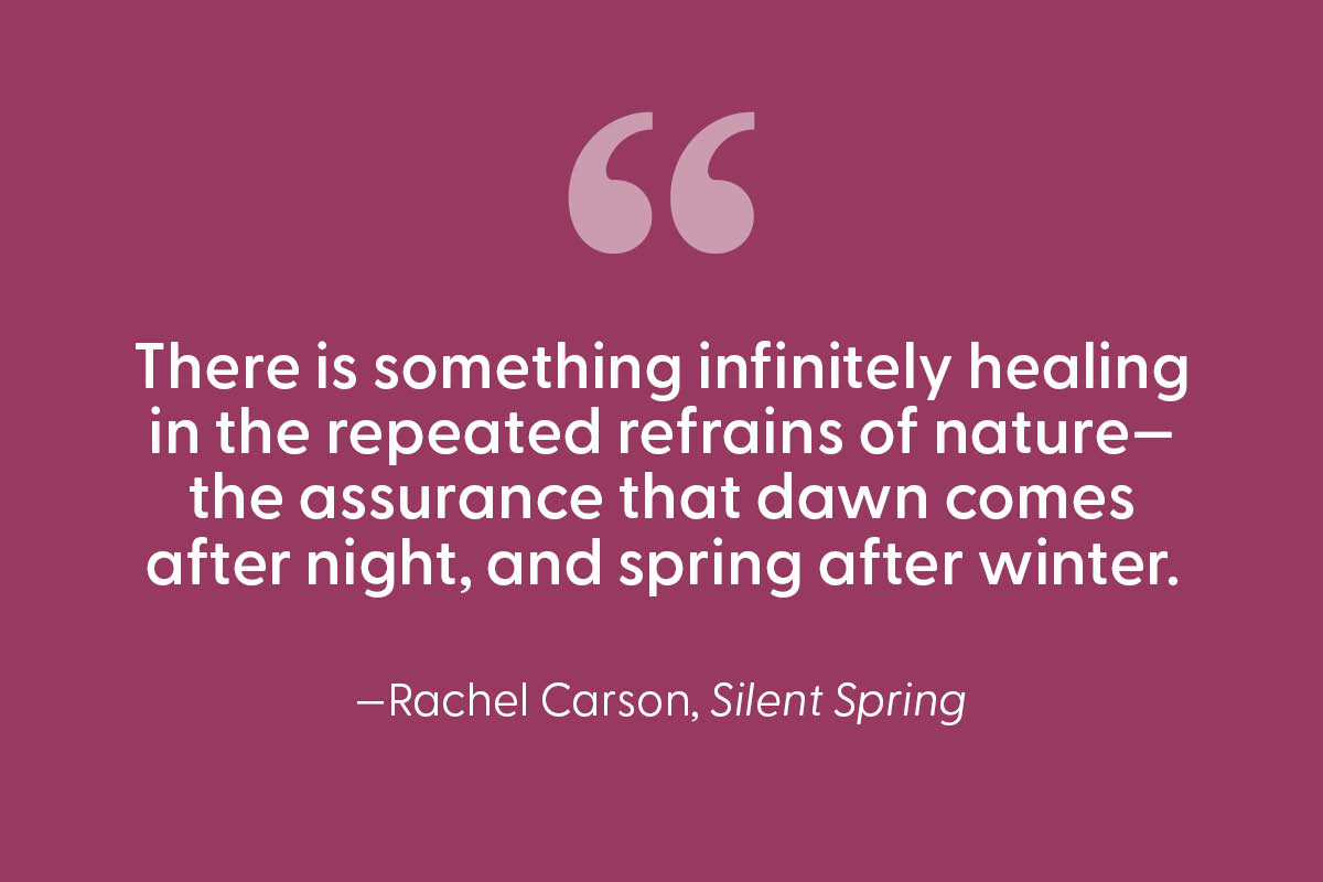 “There is something infinitely healing in the repeated refrains of nature—the assurance that dawn comes after night, and spring after winter.”—Rachel Carson, Silent Spring 