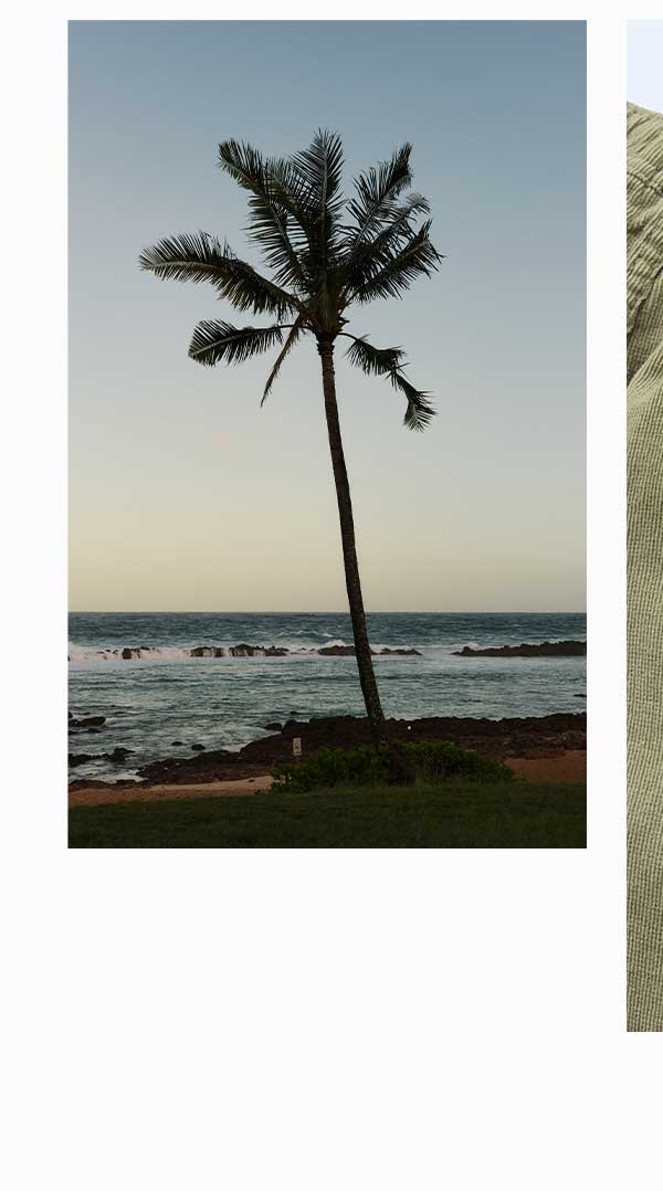 Palm Tree on the coast at dusk