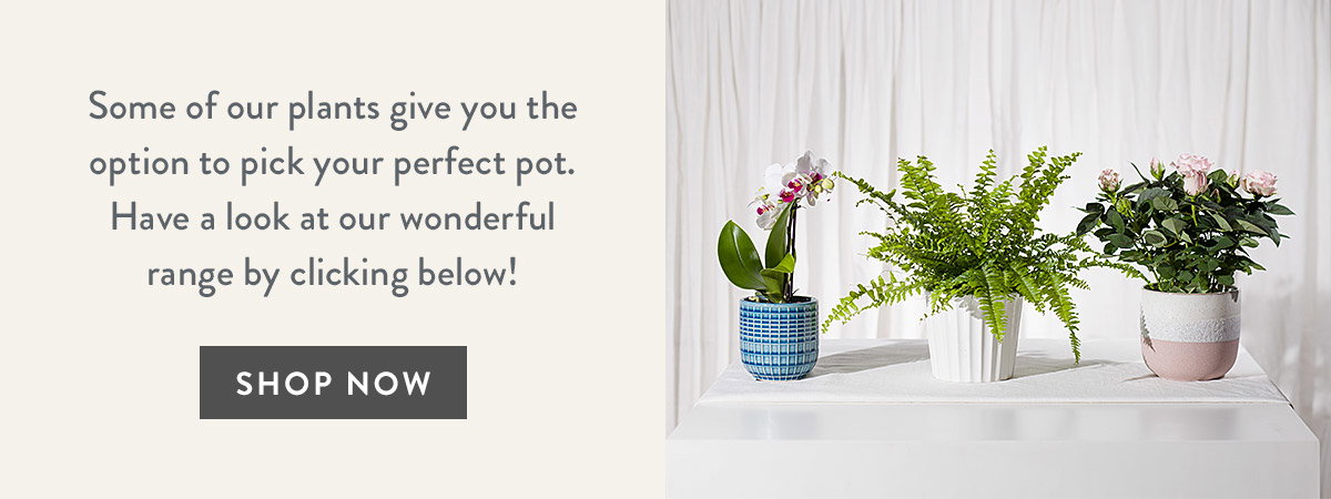 House Plants