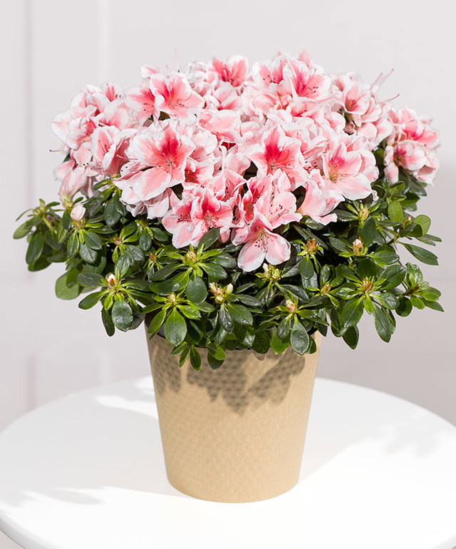 Pink Azalea Plant