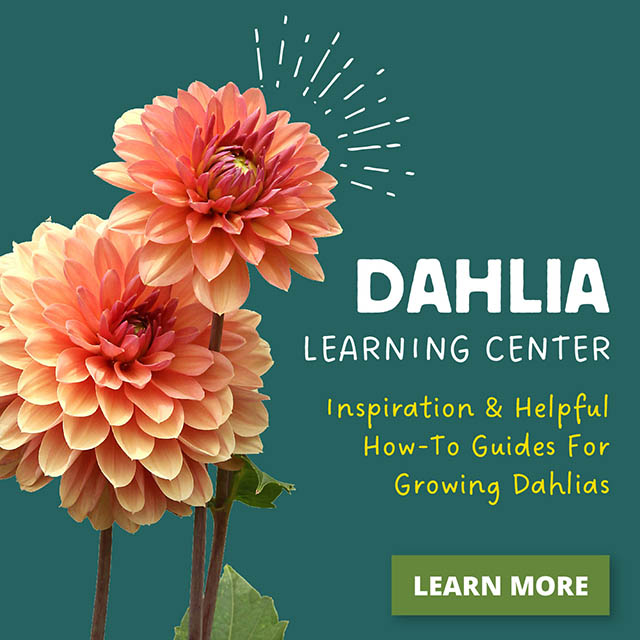Dahlia learning center