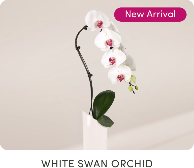 Pink orchid centerpiece