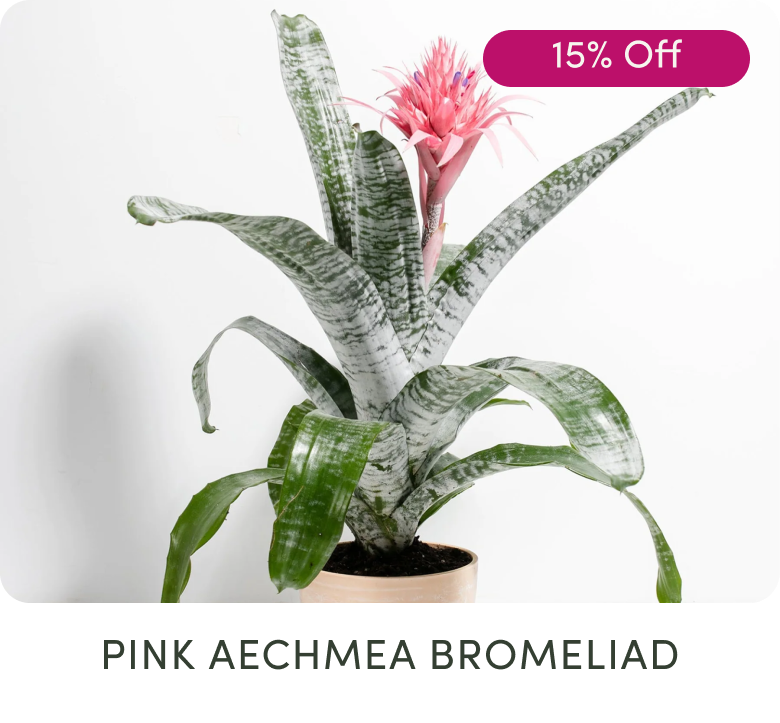 Pink Aechmea Bromeliad