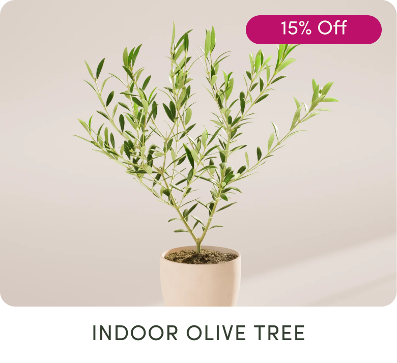 Olive Tree