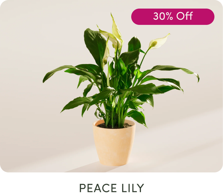 Peace Lily