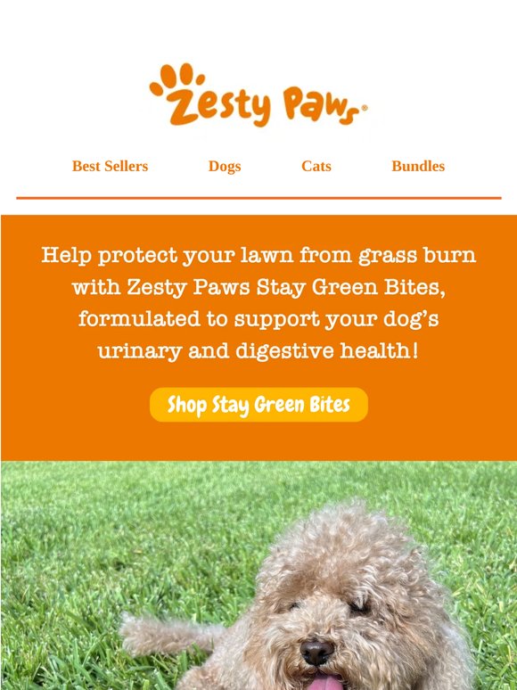 🌱 Burn spots on your lawn? Help protect it & support your pup's gut with Stay Green Bites 💚