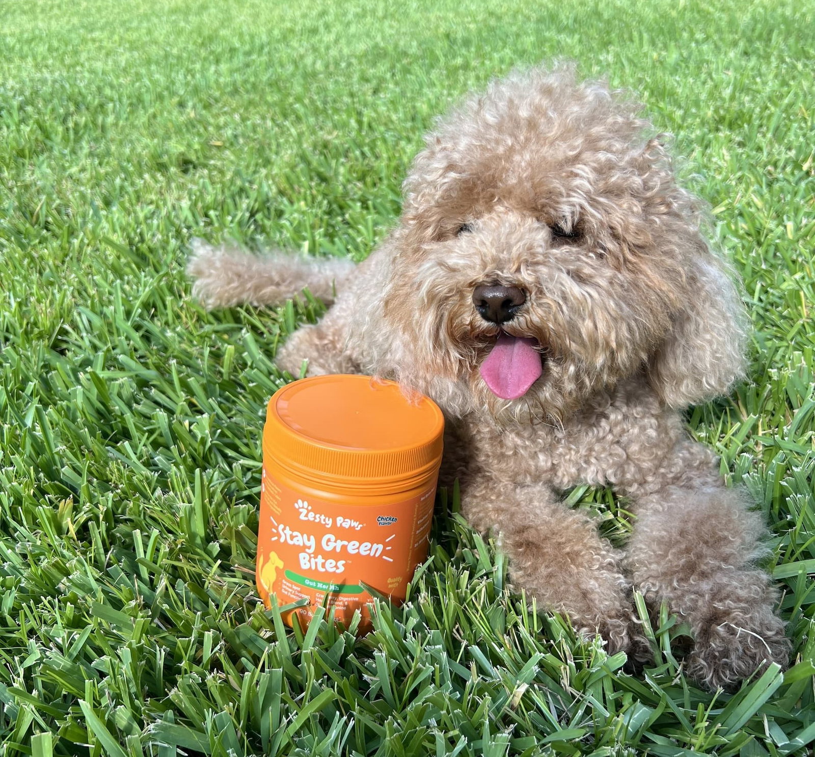 [Image of pup with Stay Green Bites]