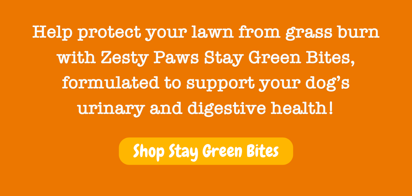 Help protect your lawn from grass burn with Zesty Paws Stay Green Bites, formulated to support your dog’s urinary and digestive health! Shop Stay Green Bites