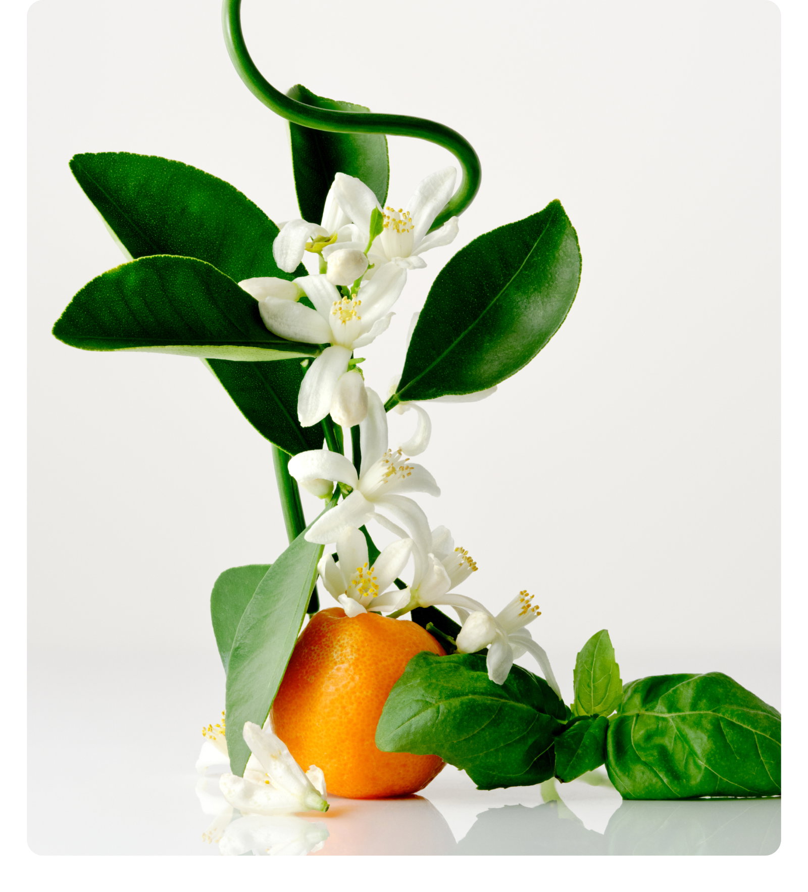 take the scent quiz-get 10% off