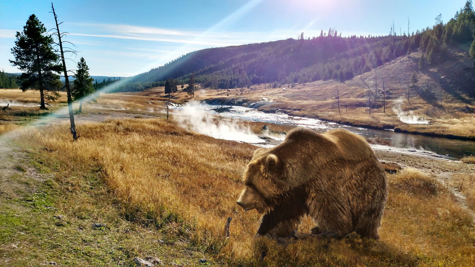 grizzly bear with steaming geysers behind