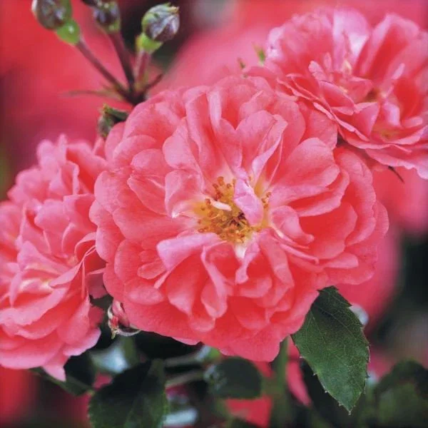 Image of Coral Drift® Groundcover Rose