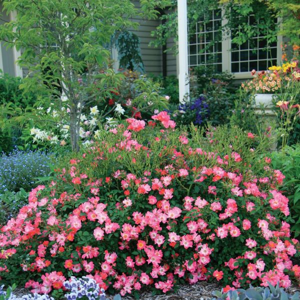 Image of Pink Drift® Groundcover Rose