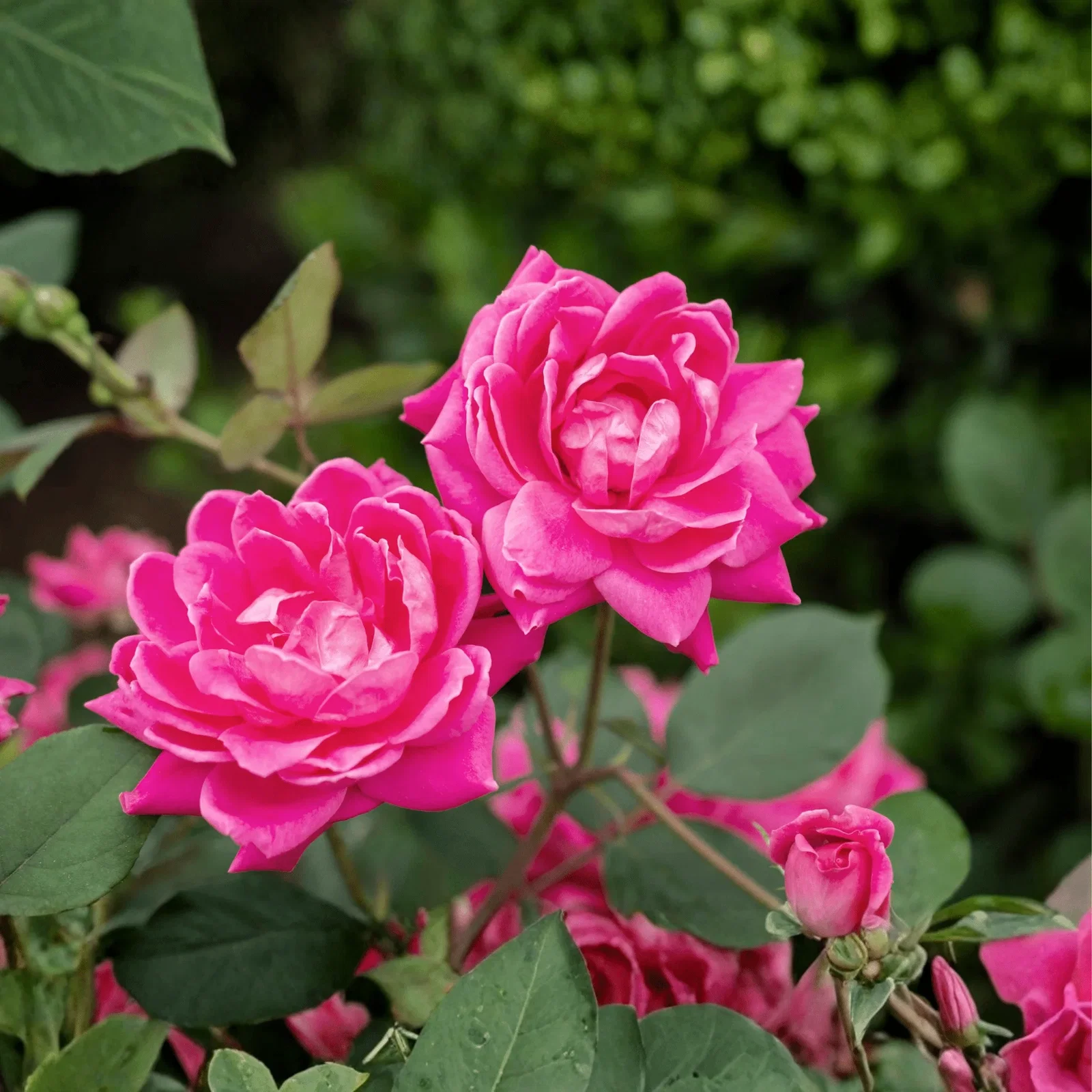 Image of Pink Double Knock Out® Shrub Rose