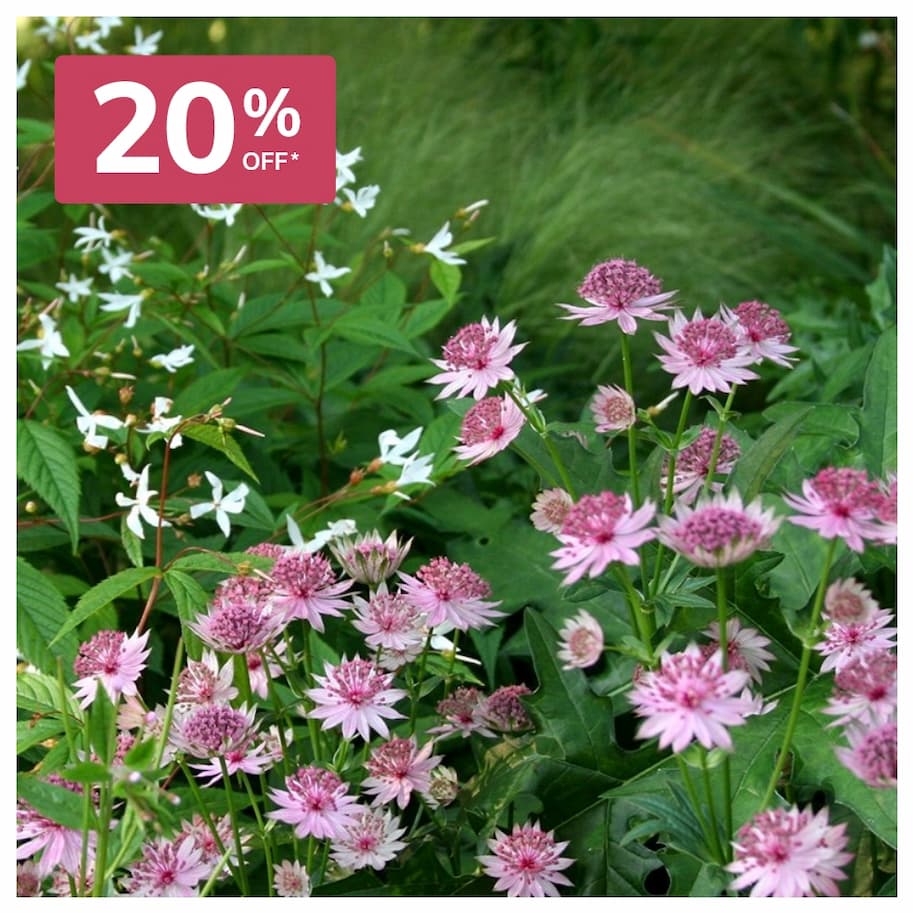 Perennials