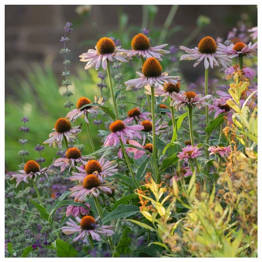 5 steps to your dream cottage garden 