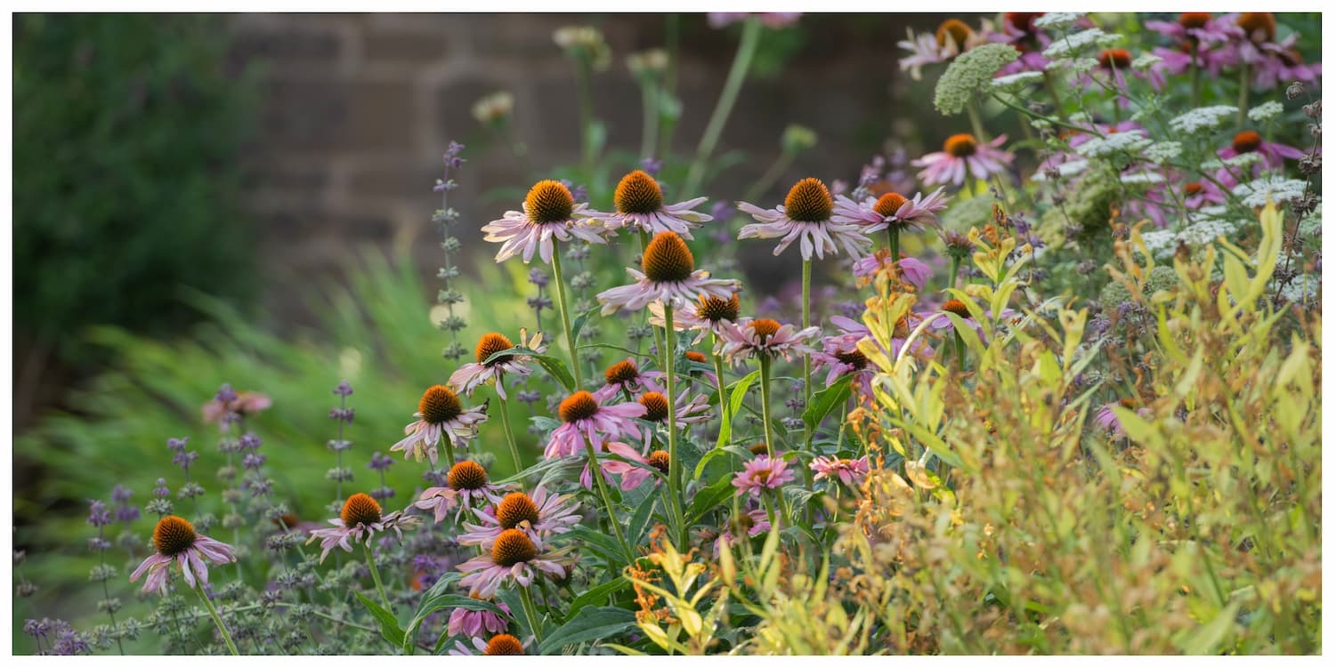 5 steps to your dream cottage garden 