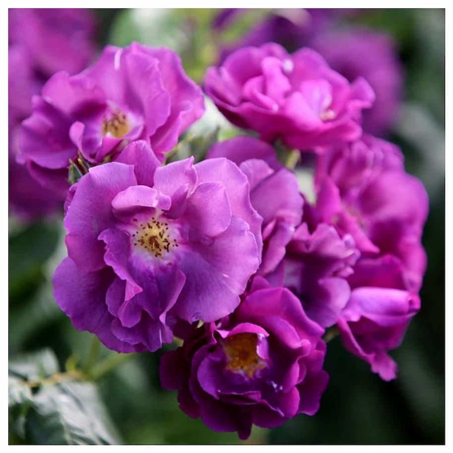 Rosa Rhapsody