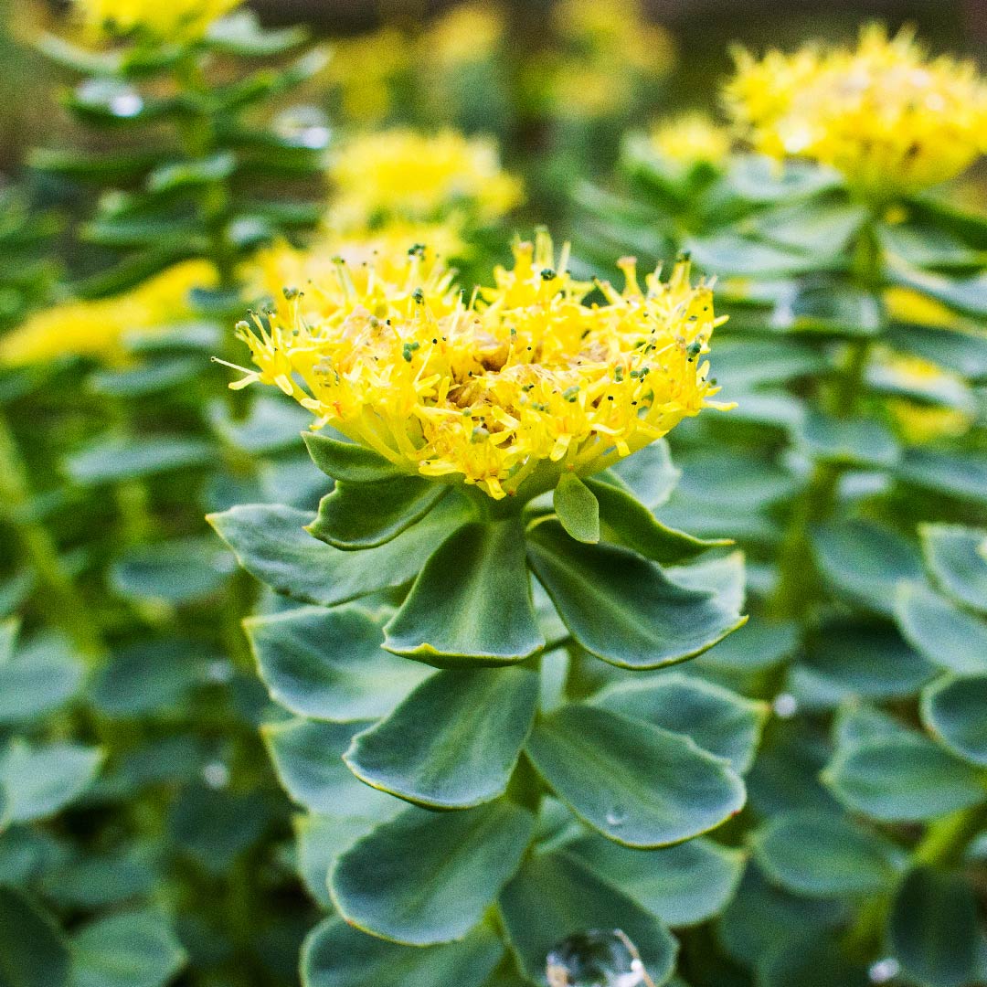 Rhodiola rosea flower